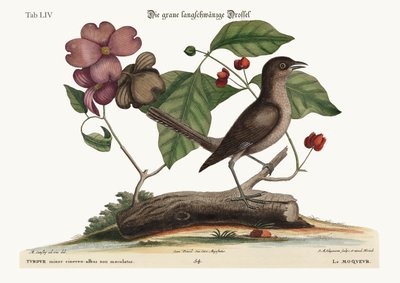 De spotvogel, 1749-73 door Mark Catesby